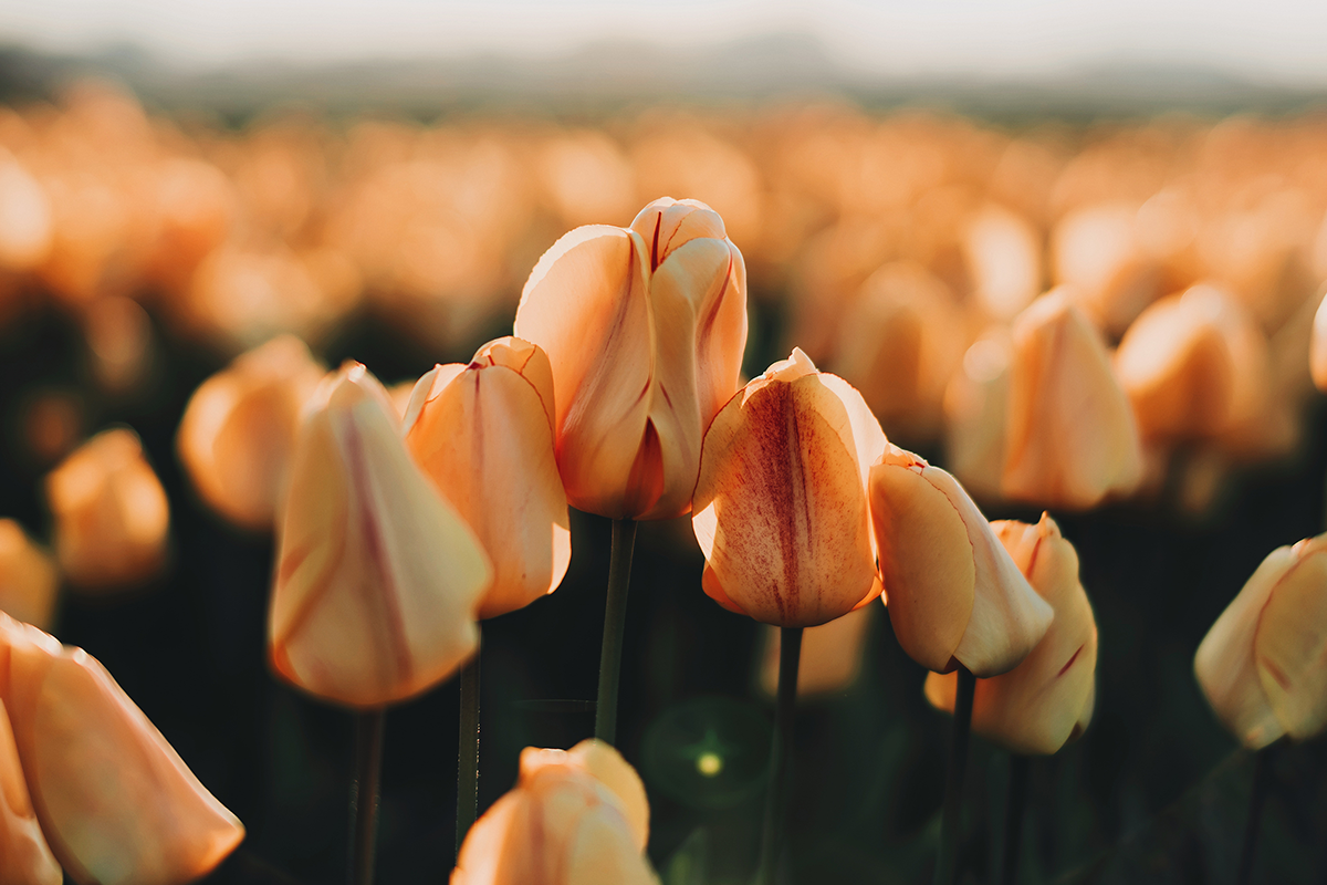 Tulips stretch towards the sun.