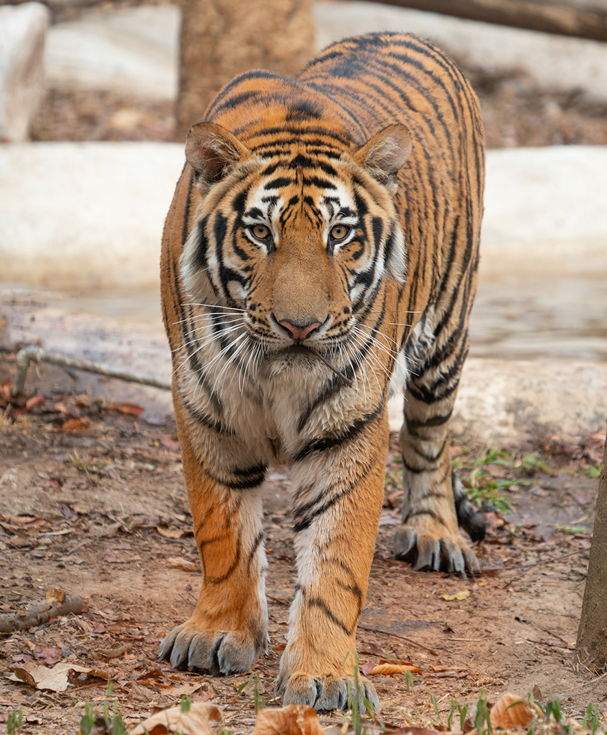 A tiger stares at the camera.